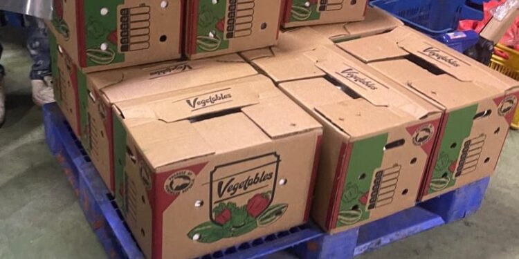 CODOPESCA decomisa 259 libras de tortuga tinglar, especie está en peligro de extinción