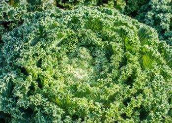 Este ‘superalimento’ verde protege su corazón, huesos y visión