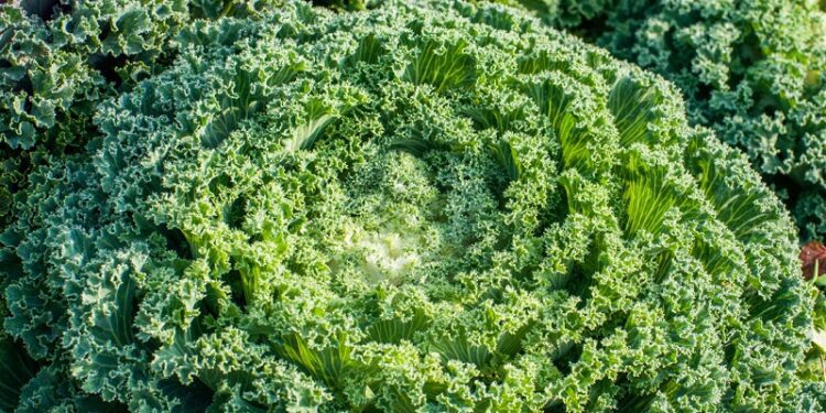 Este ‘superalimento’ verde protege su corazón, huesos y visión