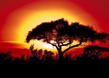 Las predicciones climáticas anticipan temperaturas récord en los próximos cinco años