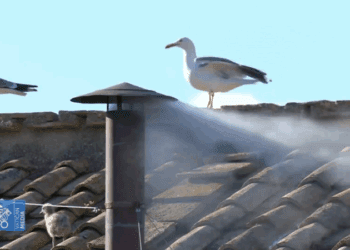 Humo blanco: el cónclave elige al nuevo papa