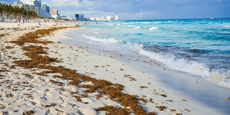 La anomalía biológica que pone en jaque al turismo caribeño