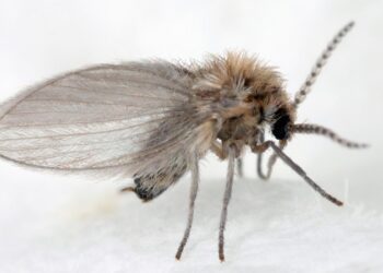 Niña vomita gusanos vivos durante un mes y resulta ser un acertijo médico