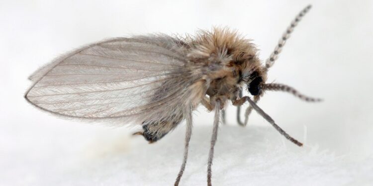 Niña vomita gusanos vivos durante un mes y resulta ser un acertijo médico