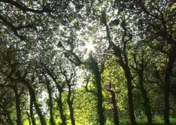 Papa: Acción urgente por la justicia ambiental. La creación no es un campo de batalla