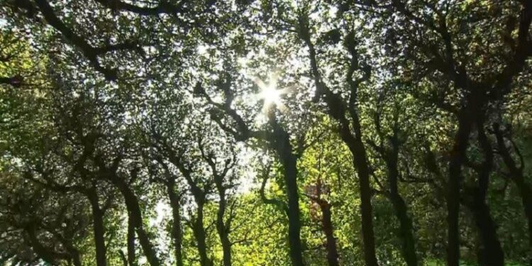 Papa: Acción urgente por la justicia ambiental. La creación no es un campo de batalla