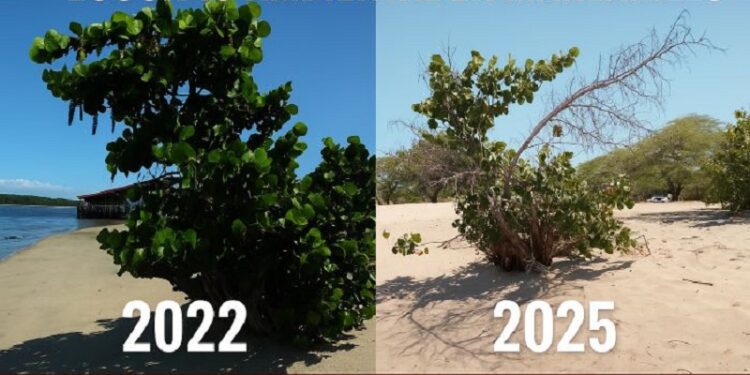 CEBAMDER: En Manzanillo se comete un ecocidio ambiental con el apoyo financiero internacional