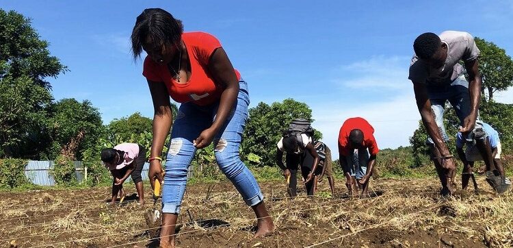 De la crisis al cultivo: los agricultores de Haití construyen resiliencia semilla a semilla