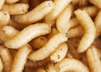 Detectan el primer caso humano del gusano barrenador en EE.UU.