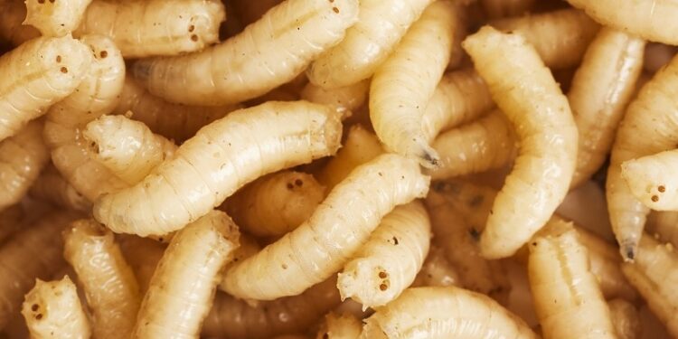 Detectan el primer caso humano del gusano barrenador en EE.UU.