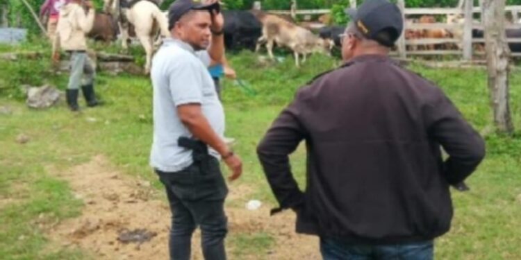 Policía Nacional en Hato Mayor apresa presunto cuatrero con 11 reses robadas