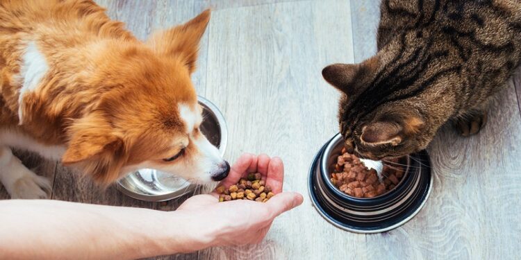 ¿Por qué lo que comen nuestras mascotas puede afectar a toda la familia?