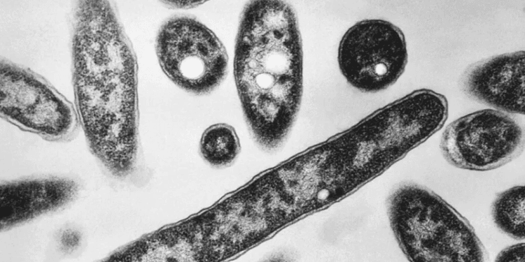 La enfermedad que amenaza con propagarse entre la población de bajos ingresos