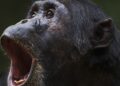 Chimpancés ‘consumen’ el alcohol equivalente a medio litro de cerveza