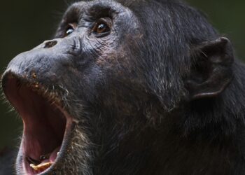 Chimpancés ‘consumen’ el alcohol equivalente a medio litro de cerveza