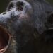 Chimpancés ‘consumen’ el alcohol equivalente a medio litro de cerveza