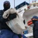 Guardia Costera descarga casi US$65 millones en narcóticos ilícitos interceptados en el Mar Caribe Occidental