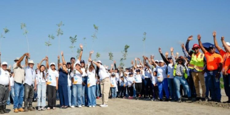 Voluntariado Banreservas siembra 1,500 caobas criollas en Navarrete