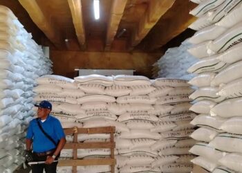 Todo listo para inicio de siembra de habichuelas, Agricultura fija precios a las semillas