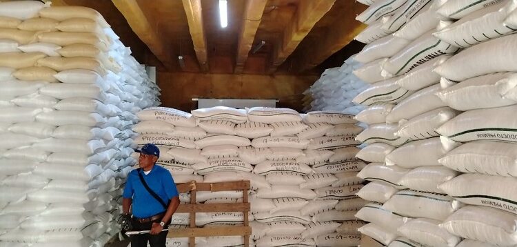 Todo listo para inicio de siembra de habichuelas, Agricultura fija precios a las semillas