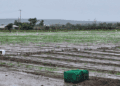 Informe preliminar agropecuario indica pocos daños en zonas productivas del Sur por tormenta Melissa