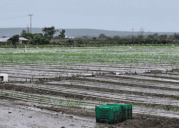 Informe preliminar agropecuario indica pocos daños en zonas productivas del Sur por tormenta Melissa