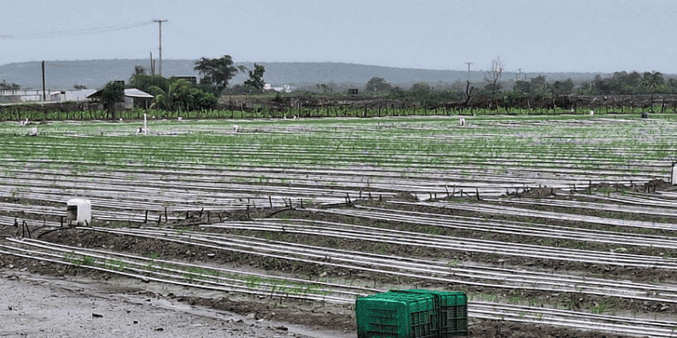 Informe preliminar agropecuario indica pocos daños en zonas productivas del Sur por tormenta Melissa