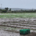 Informe preliminar agropecuario indica pocos daños en zonas productivas del Sur por tormenta Melissa