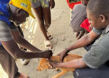 Haití combate la rabia con vacunas y vigilancia