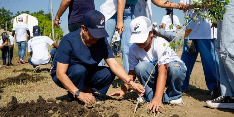Voluntariado Banreservas siembra 1.500 caobas criollas en Navarrete