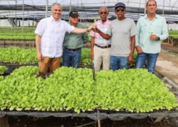 INTABACO producirá 15 millones de plantas de tabaco para zafra 2025-2026