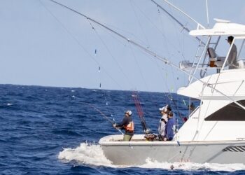 Ascienden a 70 las agujas azules soltadas en el Torneo Internacional del Club Náutico de San Juan