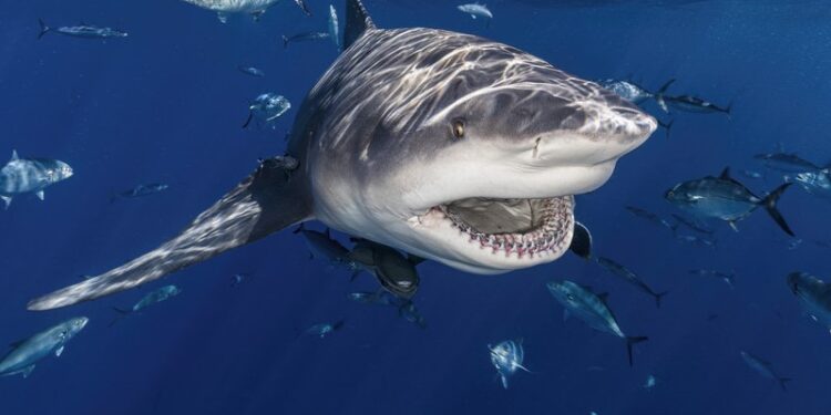 Una turista muere tras ser atacada por un enorme tiburón en Australia