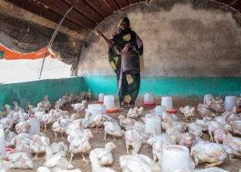 El índice de precios de los alimentos de la FAO disminuye en noviembre por tercer mes consecutivo