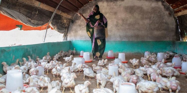 El índice de precios de los alimentos de la FAO disminuye en noviembre por tercer mes consecutivo