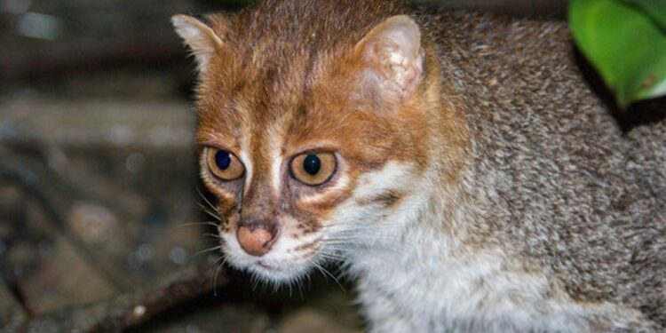 Redescubren un felino salvaje que se creía extinto desde hace tres décadas