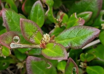 Un remedio casero brasileño muestra eficacia contra la artritis