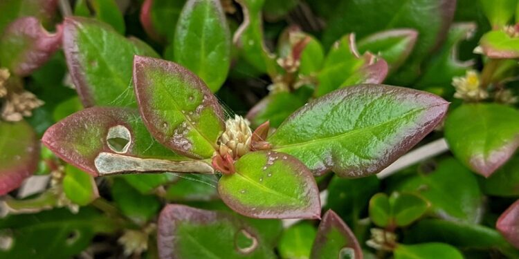 Un remedio casero brasileño muestra eficacia contra la artritis