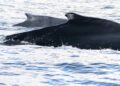 Medio Ambiente da apertura a temporada de avistamiento de ballenas jorobadas 2026