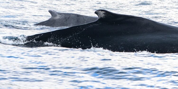 Medio Ambiente da apertura a temporada de avistamiento de ballenas jorobadas 2026