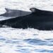 Medio Ambiente da apertura a temporada de avistamiento de ballenas jorobadas 2026