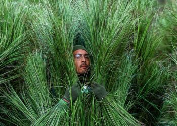 Esto es lo que cobraron los arbustos vivientes del ‘show’ de Bad Bunny en la Super Bowl