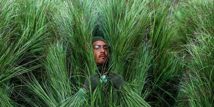 Esto es lo que cobraron los arbustos vivientes del ‘show’ de Bad Bunny en la Super Bowl