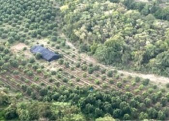Desmantelan plantación de marihuana en Baní