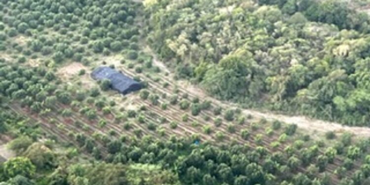 Desmantelan plantación de marihuana en Baní