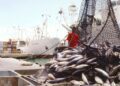 ¿El pescado que pagas es el que comes? El fraude que engaña al consumidor y pone en riesgo la salud