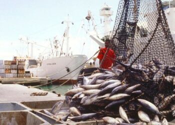 ¿El pescado que pagas es el que comes? El fraude que engaña al consumidor y pone en riesgo la salud