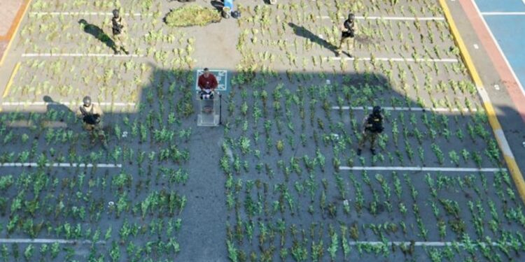 Autoridades desmantelan una extensa plantación de marihuana en la provincia Peravia