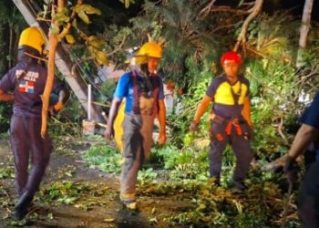 Bomberos y Alcaldía del Distrito Nacional retiran árboles caídos tras fuertes vientos