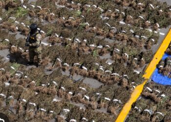 República Dominicana interviene un cultivo de más de 15.000 plantas de marihuana